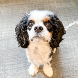 Its #NationalPetDay 🐈🐕🐕🦺  Stonewater loves pets. Our on-site dog park, pet spa and access to the riverwalk is just the beginning. Call the office today to reserve a future home for you and your pet. 🐾  Office 574-971-2177 Instagram post from @stonewaterapts on April 11, 2023 00:00:00am